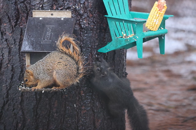 Eastern Grey Squirrel (Ypsilanti, Michigan) - January 28th, 2024