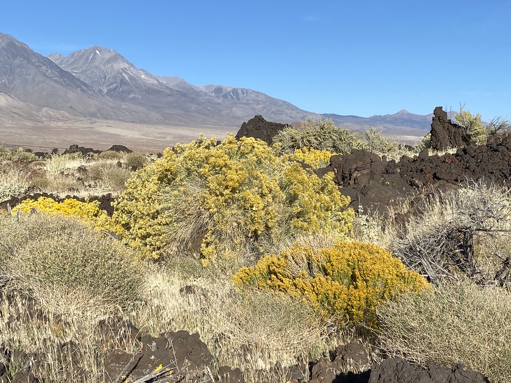 Rabbitbrush, lava and the Sierra Nevada