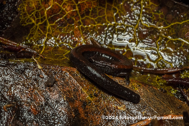 California Slender Salamander (Batrachoseps attenuatus) DSC_6290