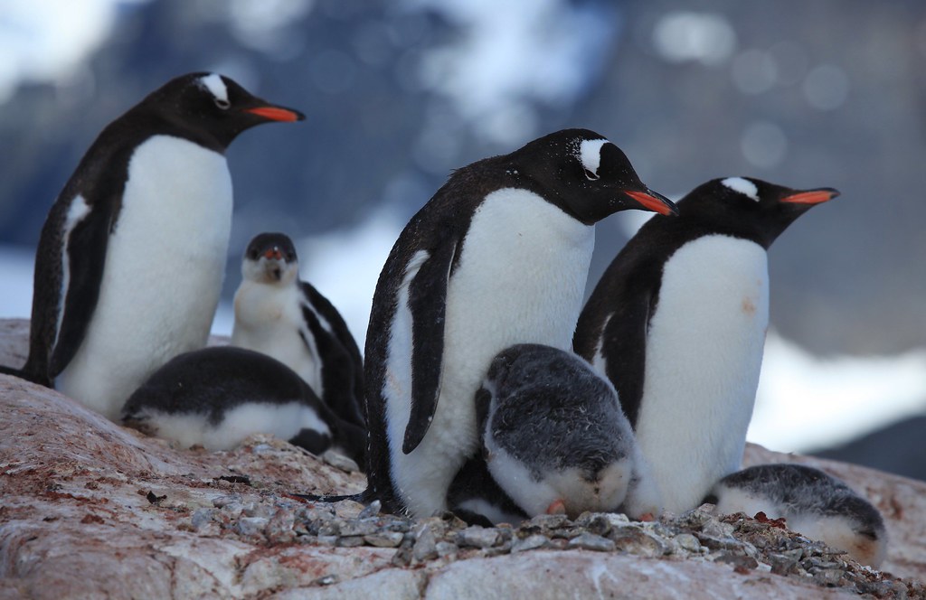 南極企鵝與禽流感