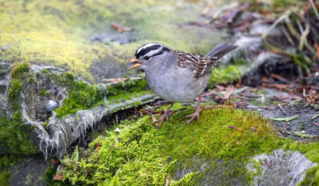 White-crowned sparrow (Zonotrichia leucophrys)