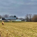 December 16, 2022: Equine scene, Hy Wynne Farm, Akron, New York A trio of horses graze on the grounds of the Hy Wynne Farm in Akron, New York. This longstanding village institution offers a wide range of services for the local horsey set, including boarding, training, and riding lessons.