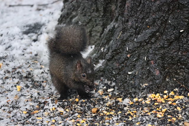Eastern Grey Squirrel (Ypsilanti, Michigan) - January 28th, 2024