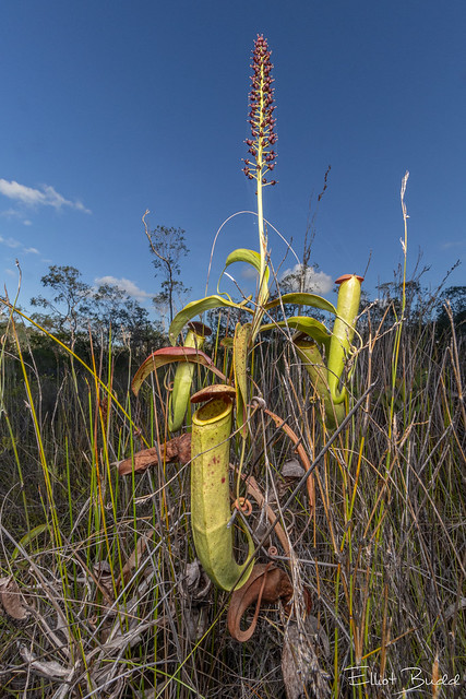 Tropical Pitcher Plant (Nepenthes mirabilis)