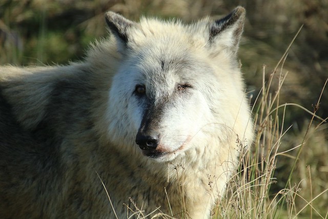 North American Timber Wolf, Woburn Safari Park 20240201
