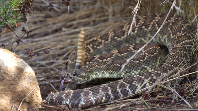 Southern pacific rattlesnake (Crotalus oreganus helleri)