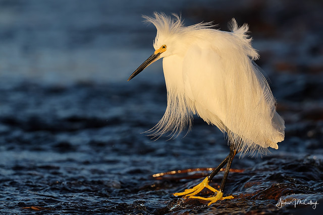 Snowy Egret on a Windy January Morning