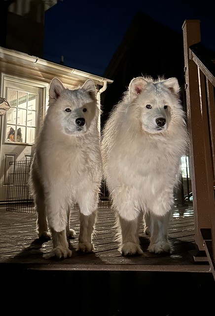 Night time Frodo and Primrose (and Stella in the window!)
