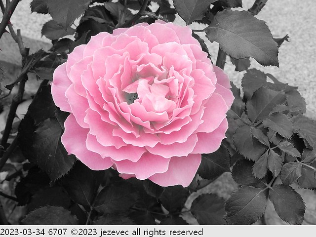 2023-03-34 6707 Flowers - Taipei Rose Festival 2023
