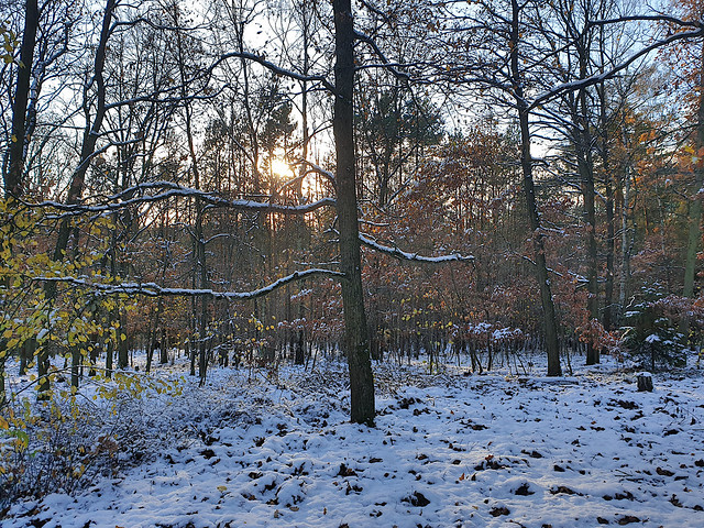nature_mixed_forest_in_winter_101
