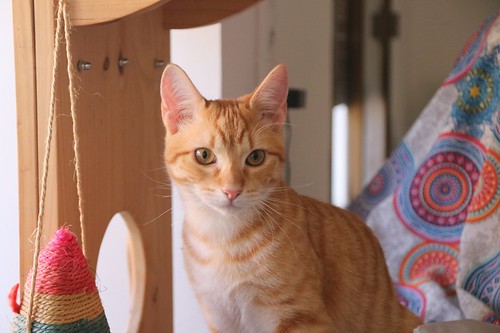 Rush, gatito naranja guapo y mimosón esterilizado, nacido en Agosto´23, en adopción. Valencia. ADOPTADO. 53502096146_ff75cdf72c