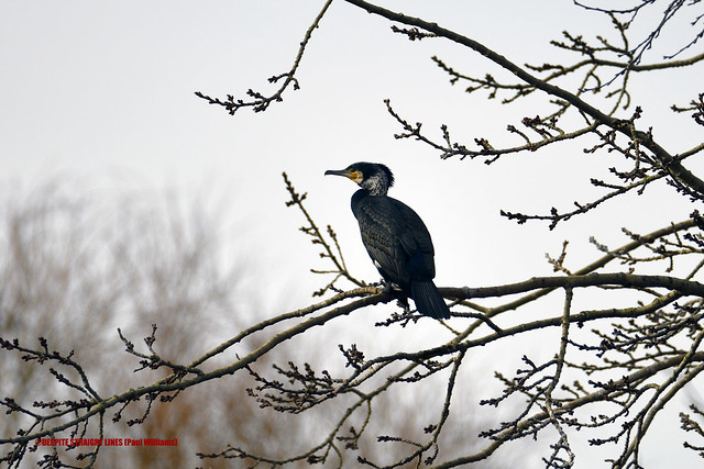Patience - Cormorant (Phalacrocorax carbo)  -  (Published by GETTY IMAGES)
