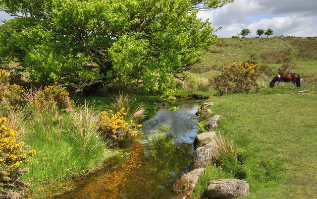 The Walla Brook, Dartmoor