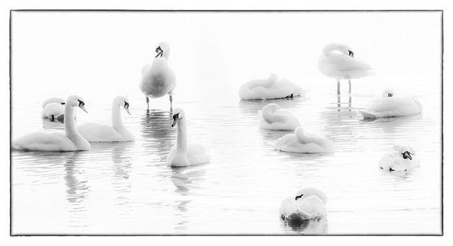 Schwanensee/Swan Lake