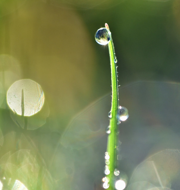 grass blade and droplet