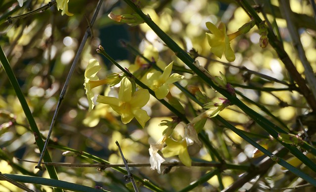 Winter Jasmine - Jasminum nudiflorum