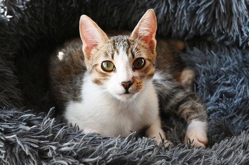 Bunny, gatito blanquipardo guapo, dulce y tímido, nacido en Julio´23, en adopción. Valencia. RESERVADO. 53502234898_b547a7d0ed