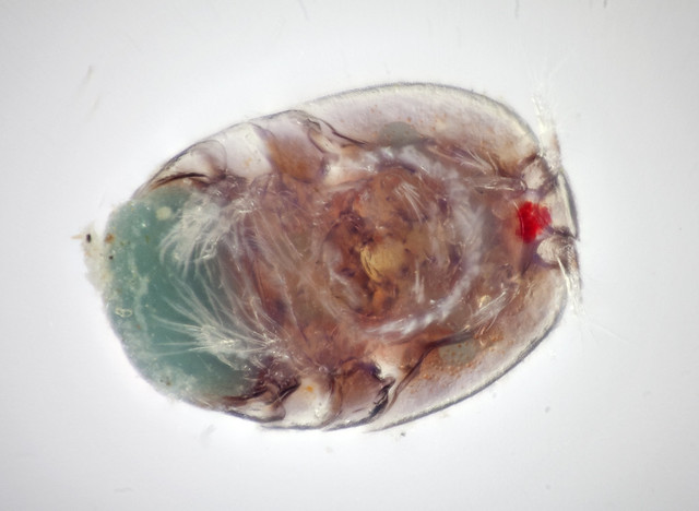 Porcellidiid copepod