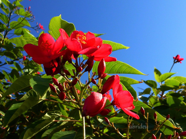 Oleander Blossom