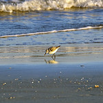 Vilano Beach 10-28-2014 - Sanderling 5 Sanderling
Vilano Beach, FL