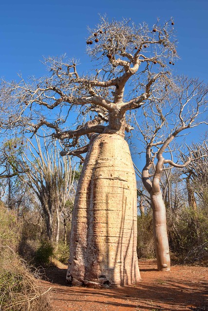 Baobab in the Spiny Forest