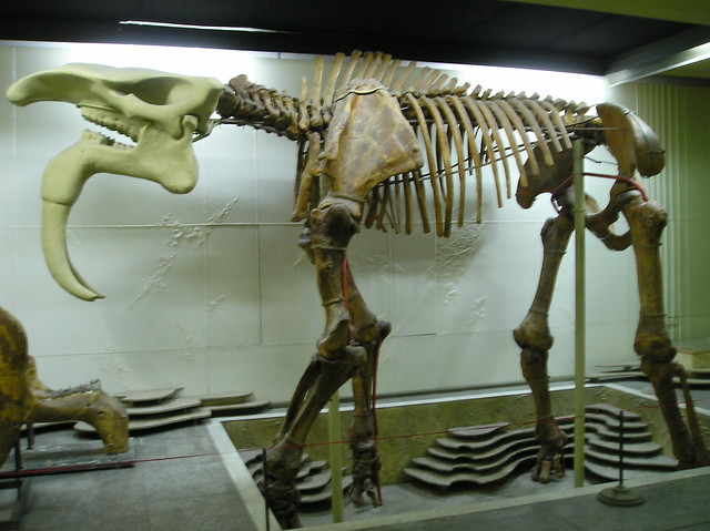 Chişinău, Moldova - National Museum of Ethnography and Natural History (Muzeul Naţional de Etnografie şi Istorie Naturală) - Deinotherium giganteum