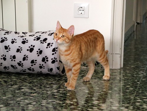Rush, gatito naranja guapo y mimosón esterilizado, nacido en Agosto´23, en adopción. Valencia. ADOPTADO. 53502522165_24fa4413ae