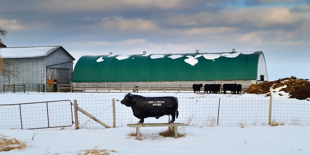 Winter at the farm, Tullamore, Caledon, Ontario..
