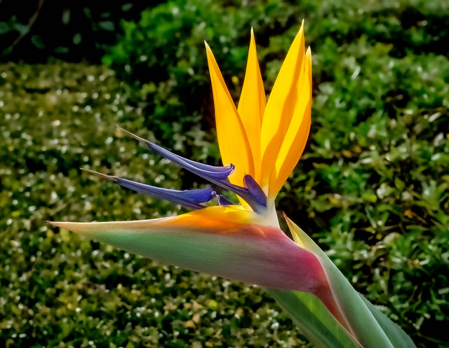 Spiky Splendor: A Vibrant Bird of Paradise Flower