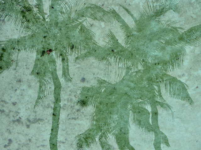 Palm Shadows in the Lagoon