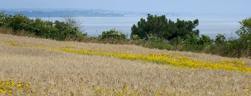 Champ de blé avec vue, pointe du Roselier, Plérin, Pays de Goëlo, Côtes d'Armor, Bretagne. by byb64, plérin pointeduroselier côtesdarmor costasdearmor bretagne breizh brittany bretaña бретань bretagna 