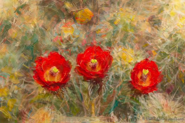 Red Claret Cup Cactus Flower - Painterly