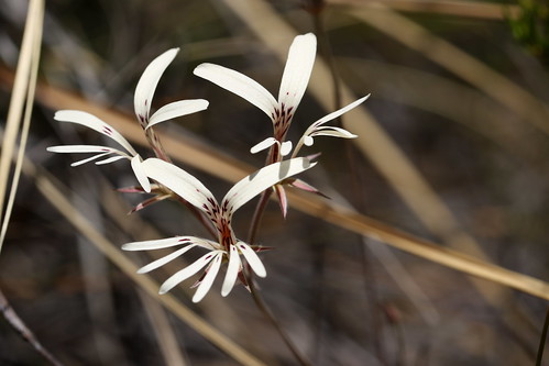 Pelargonium sect. Hoarea, sp. nov.