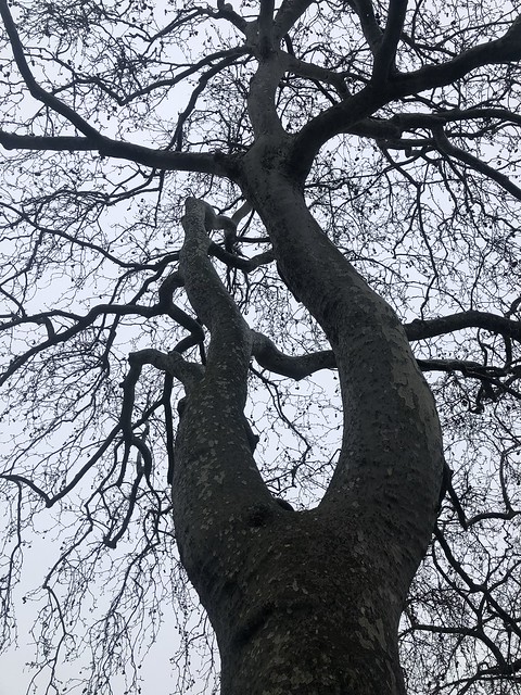 arbre londonien