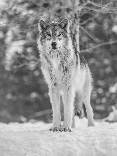 Montana Wolves Grey Wolf Wolfpack Fuji GFX100 Montana Winter Fine Art Landscape Wildlife Photography! Elliot McGucken Fine Art American West Photography! Fujifilm GFX 100 & Fujinon FUJIFILM GF 250mm f/4 R LM OIS WR Lens