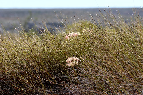 Pelargoniim fasciculaceum in habitat