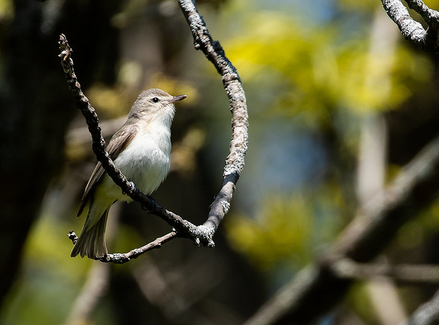 0P7A6163    Warbling Vireo, Canada