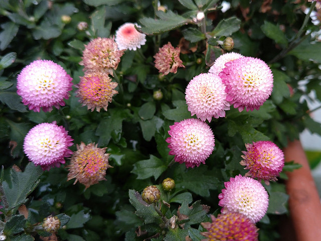 Chrysanthemum