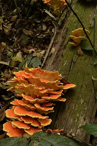Chicken_of_the_woods_Fungus_JEG7298_Jegan