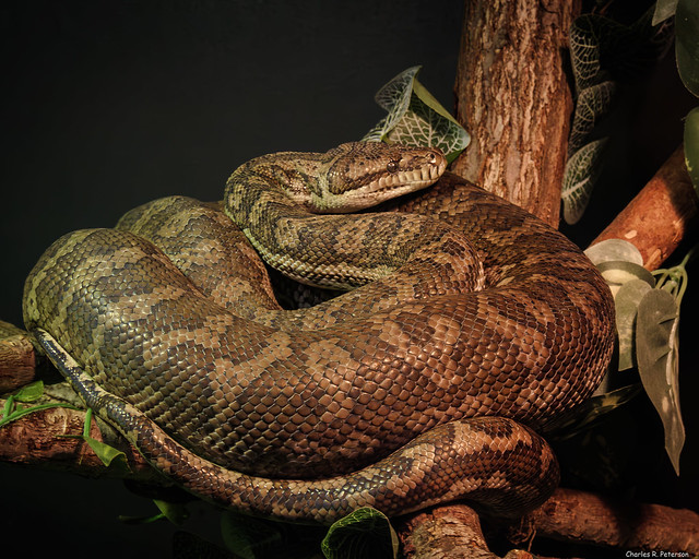 Captive Carpet Python