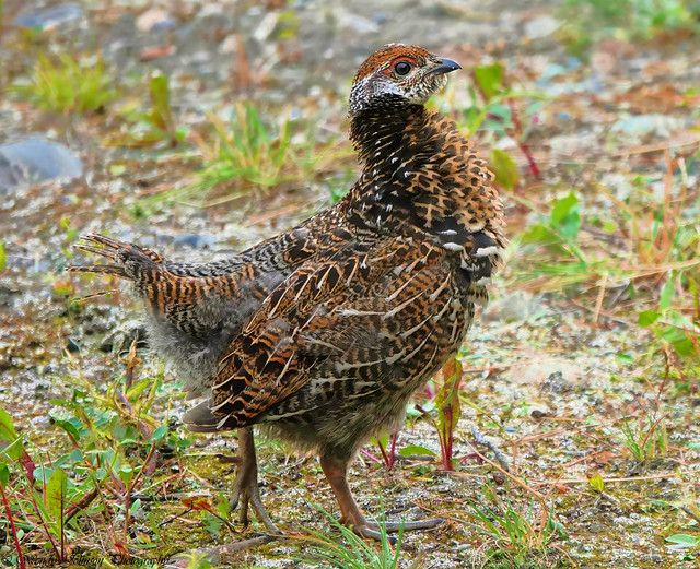 Spruce Grouse (Canachites canadensis)