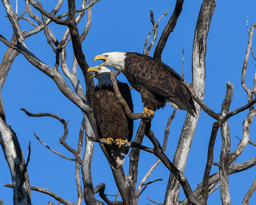 Bald Eagle Mating Pair