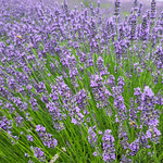 Lavender At Lavender By The Bay in East Marion.