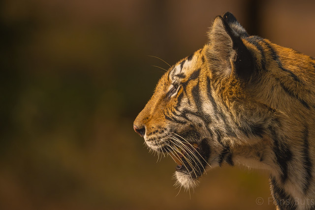 in the forests of Bandhavgarh Tiger Reserve