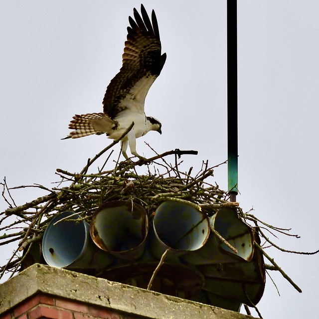 Osprey Building Nest Atop Fire Siren Tower. .  .