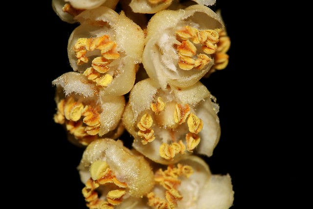 Cupaniopsis tomentella