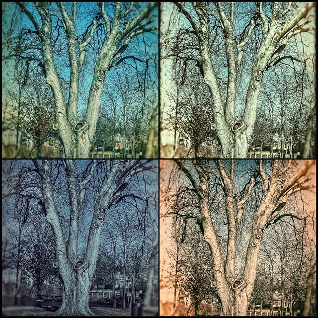 February 2 Tree