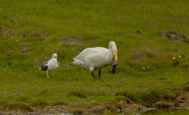 Lesser black-backed gull / Sílamáfur (Larus fuscus) and a mad Wooper swan / Álft (Cygnus cygnus) slaughtering eider duckling / Æðarfugl, ungi (Somateria mollissima)
