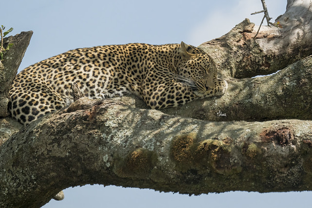 Sleeping Leopard - 8811b+