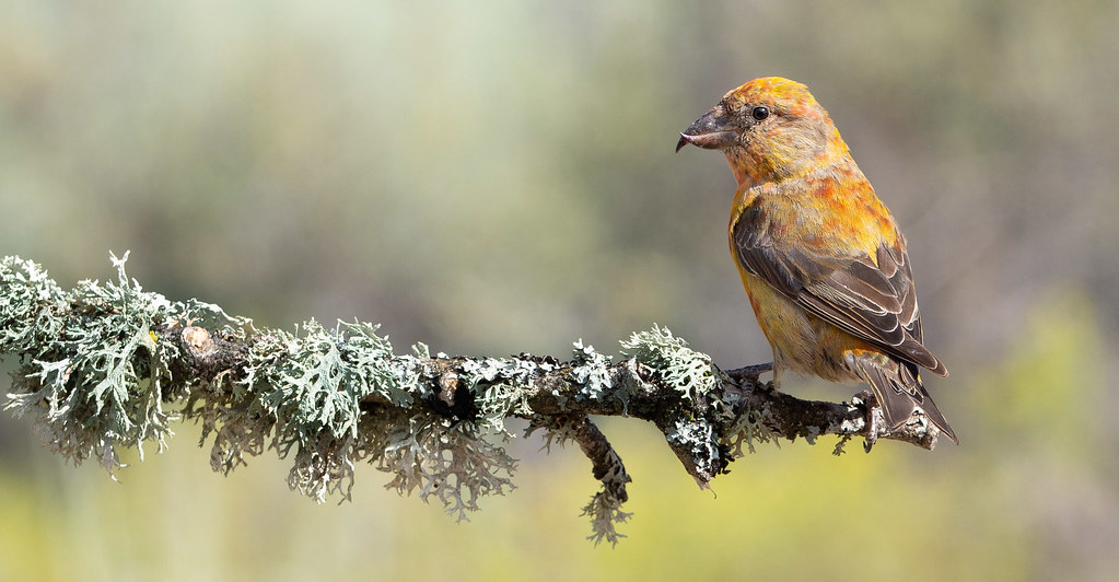 Red Crossbill - Type 2 variant